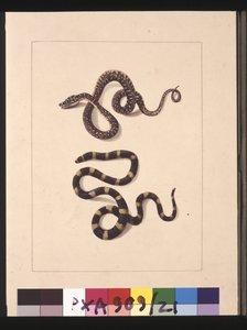 Page 21. Serpents n°1 et n°2. Maintenant connus sous le nom de jeune serpent diamant et de Bandy bandy, vers 1789-90 - Sarah Stone