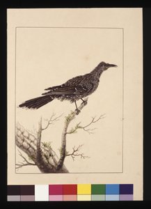 Page 26. Guêpier femelle. Maintenant connu sous le nom de Petit oiseau à gencives, c.1789-90 - Sarah Stone