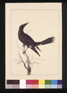 Page 30. Corbeau à ventre blanc. Maintenant connu sous le nom de Currawong pie, vers 1789-90