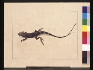 Page 31. Lézard muricé. Maintenant connu sous le nom de Dragon des arbres, c.1789-90 - Sarah Stone