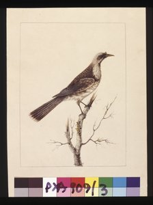 Page 3. Bouton, Guêpier à front blanc : Signé l.c. Sarah Smith. Maintenant connu sous le nom de Friar bird, vers 1789-90