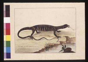 Page 6. Lézard bigarré. Maintenant connu sous le nom de Goanna, vers 1789-90 - Sarah Stone