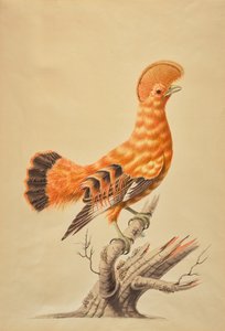 Rupicola Rupicola - Sarah Stone