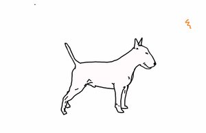 Bull terrier, 2018