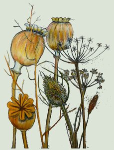Têtes de graines séchées, 2019 - Sarah Thompson Engels