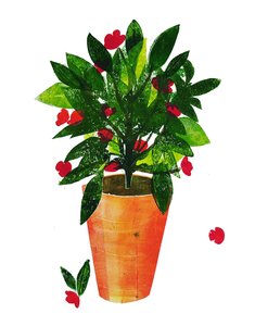 Pot orange