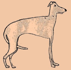 Chien maigre - Sarah Thompson Engels