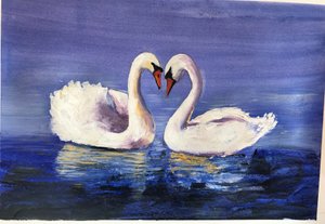 Cygnes, 2019