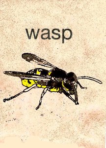 Guêpe
