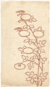 Chrysanthèmes - Sasaya (workshop of)