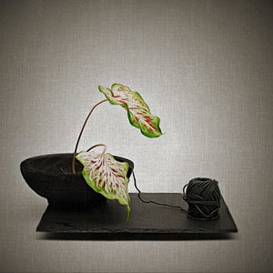  - Saskia Dingemans