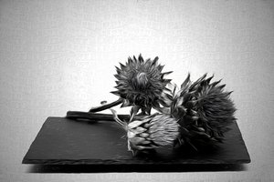  - Saskia Dingemans