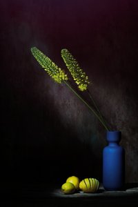  - Saskia Dingemans