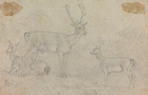 Un cerf et deux biches
