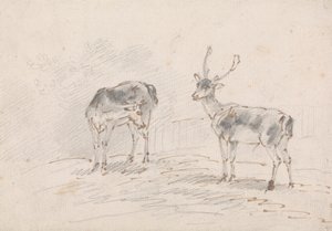 Biche et cerf