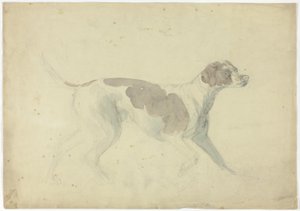 Chien renard (recto) ; Croquis d