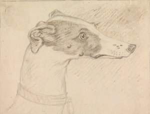 Portrait de tête de lévrier - Sawrey Gilpin