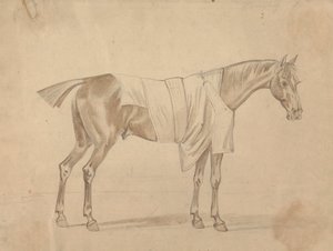 Cheval habillé d