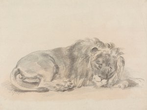 Lion couché