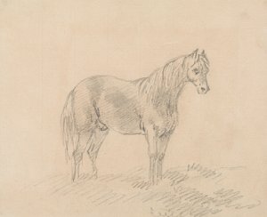 Cheval mâle - Sawrey Gilpin