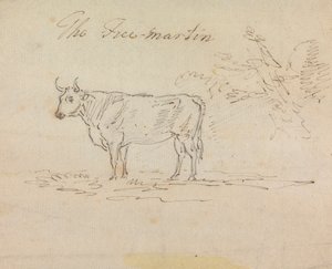 Le Free-Martin - Sawrey Gilpin