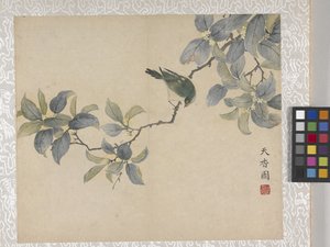 Album de 8 feuilles de fleurs, milieu des années 1700 - School Chinese
