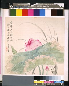 Album de fleurs et d