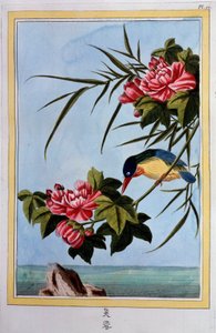 Oiseau sur une branche (Oiseau en vol ?) Gouache du 18e siècle Dijon, bibliothèque municipale