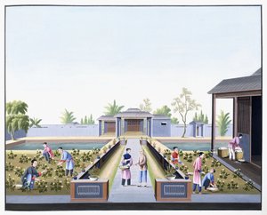 Récolte du coton - School Chinese