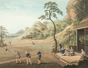 Production de thé, vers 1820 - School Chinese