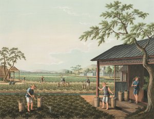 Production de thé, c. 1820