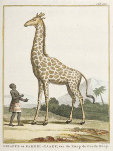Girafe ou Kameel-paart, illustration de 