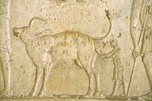 Égypte ancienne, peinture murale, Tombe de Petosiris, Tuna el-Gebel, 300 av. J.-C., Aider une vache à mettre bas - School Egyptian