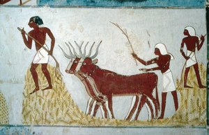 Louxor, Thèbes : Tombes des nobles : la tombe de Nakht. Scène agricole. Vallée des Nobles. - School Egyptian