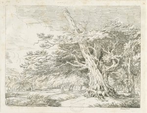 Needwood - Chêne - School English