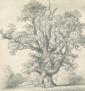 Needwood - Chêne de Swilcar : dessin au crayon, nd [?19ème siècle]