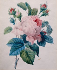 Une rose - School French