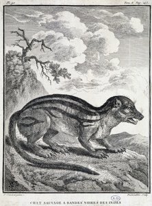 Chat sauvage noir rayé indien - School French