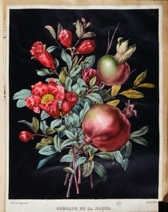 Grenade et sa fleur - planche botanique