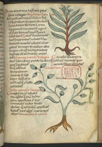 Cucumeris; Cannabis, du 
