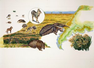 Argentine, les Pampas
