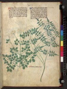 Spargula et Self, Tractatus de herbis (Herbier) vers 1280-1310 - School Italian