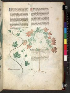 Tractatus de herbis (Herbier) vers 1280-1310 - School Italian
