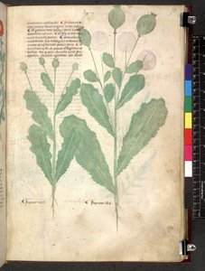 Tractatus de herbis (Herbier) vers 1280-1310