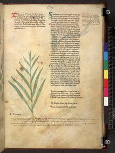 Tractatus de herbis (Herbier) vers 1280-1310 - School Italian
