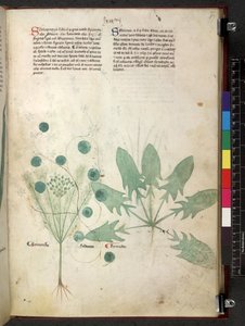 Tractatus de herbis (Herbier) vers 1280-1310