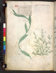 Tractatus de herbis (Herbier) vers 1280-1310 - School Italian