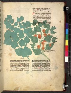 Egerton 747 Tractatus de herbis (Herbier) vers 1280-1310 - School Italian