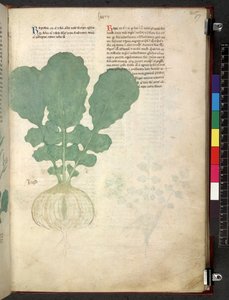 Egerton 747 Tractatus de herbis (Herbier) vers 1280-1310 - School Italian