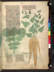Egerton 747 Tractatus de herbis (Herbier) vers 1280-1310 - School Italian